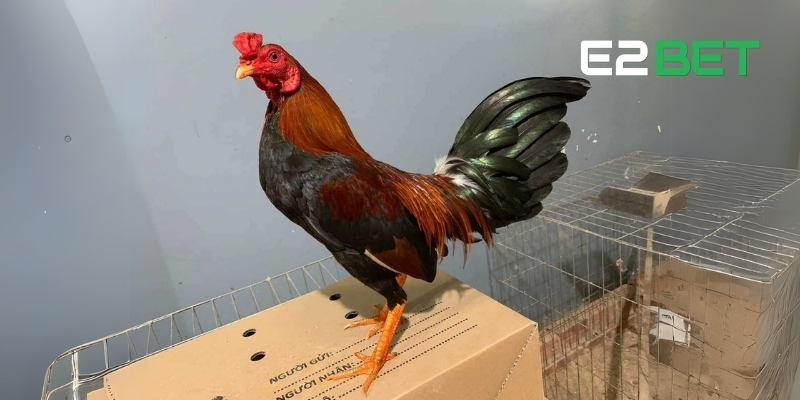 Gà Cuban – Siêu Chiến Kê Săn Đầu Hàng Đầu Trên Sân Đá Gà E2BET 4 Gà chọi Cuban lai Mỹ