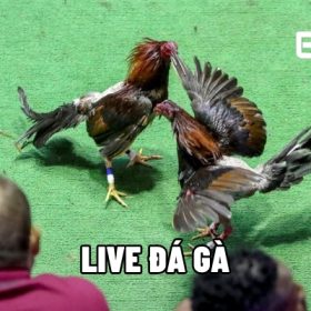 Live đá gà